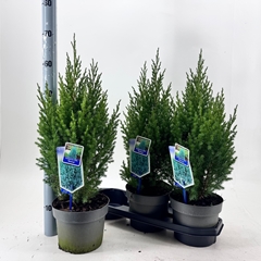 Juniperus Stricta 19Ø 70cm