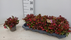 Gaultheria Procumbens 10Ø 18cm