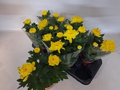 Chrysanth Cosmo Yellow 12Ø 30cm