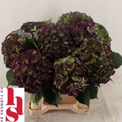 Hydrangea Elbtal Classic 40cm 13-15cm Hd