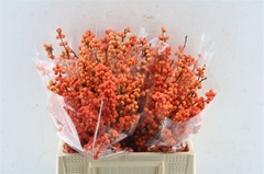 Ilex Verticillata Winter Gold 40cm