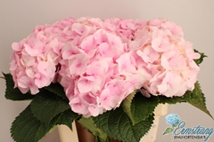 Hydrangea Royal Impressive 60cm 15-17cm Hd