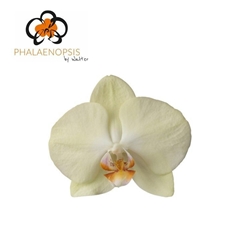 Phalaenopsis Rising Sun 65cm 7+
