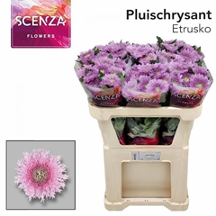 Chrysanth Single Etrusko 70cm 70gr.