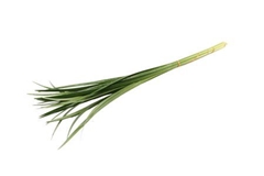 Lily Grass Per Bunch 85cm