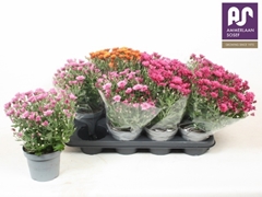 Chrysanth Mix 14Ø 28cm