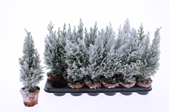 Chamaecyparis Ellwoodii 9Ø 38cm