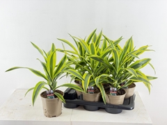 Dracaena Lemon Lime 17Ø 45cm