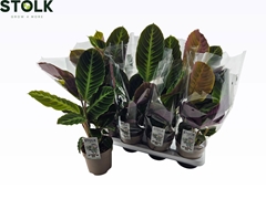 Calathea Warscewiczii 14Ø 45cm