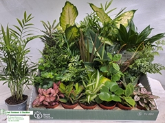 Houseplants Mix 8Ø 10cm
