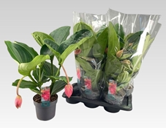 Medinilla Flamenco 17Ø 55cm 2bl