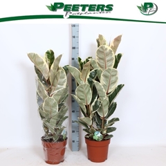 Ficus Tineke 24Ø 100cm