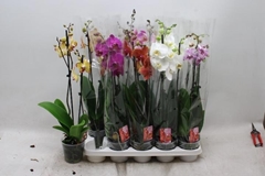 Phalaenopsis Mix 7 Colours 12Ø 60cm 2st