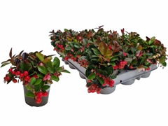 Gaultheria Procumbens 9Ø 13cm