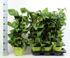 Epipremnum Moss Stick 17Ø 70cm