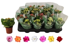 Kalanchoe Double Rosaline Mix 7Ø 15cm