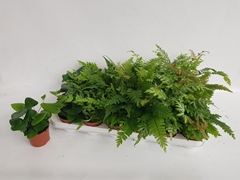 Ferns Mix 8Ø 20cm
