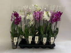 Phalaenopsis Mix 12Ø 60cm 3st