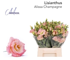 Eustoma Double Alissa Champagne 45cm