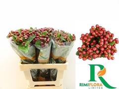 Hypericum Magical Seasons 60cm