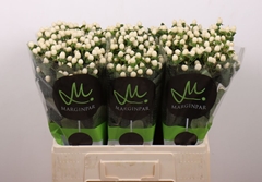 Hypericum Sisu Twinkle 60cm