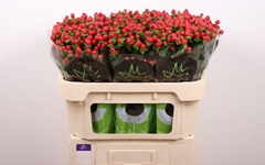 Hypericum Tomato Flair 70cm