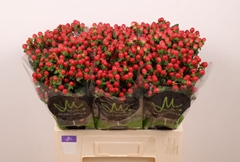Hypericum Tomato Flair 60cm