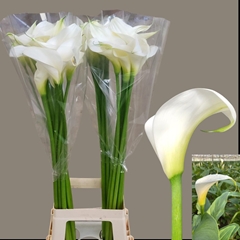 Zantedeschia Aethiopica Innocence 80cm