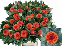 Chrysanth Single Kiev Bicolour 80cm 105gr.