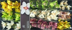 Cymbidium Mix 60cm