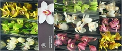 Cymbidium Mix 60cm