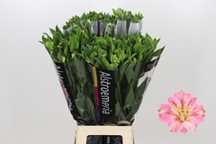 Alstroemeria Florinca Charmelia 80cm 55gr.