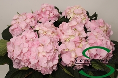 Hydrangea Monika 60cm 12-14cm Hd