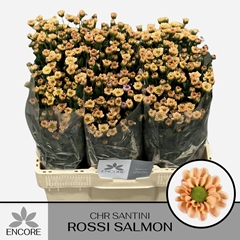 Chrysanth Santini Rossi Salmon 55cm 26gr.