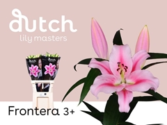 Lily Oriental Frontera 85cm 3+
