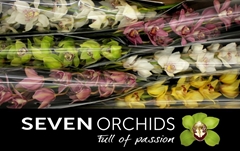 Cymbidium Mix 80cm