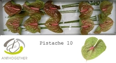 Anthurium Pistache 15cm Hd