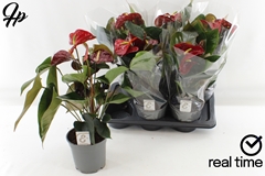 Anthurium Floriclone Tranquillo 17Ø 60cm