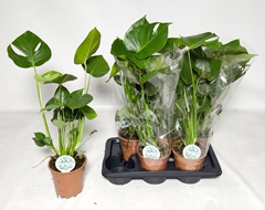 Monstera Deliciosa 17Ø 65cm