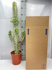 Euphorbia Ingens 19Ø 90cm