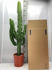 Euphorbia Ingens 19Ø 85cm