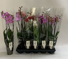 Phalaenopsis Mix 12Ø 60cm 3st