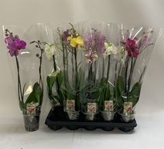 Phalaenopsis Mix 12Ø 60cm 2st