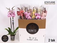 Phalaenopsis Mix 7 Colours 12Ø 80cm 2st