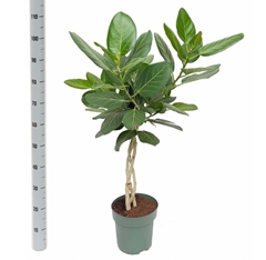 Ficus Benghalensis Audrey 27Ø 110cm