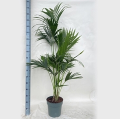 Howea Forsteriana 27Ø 190cm