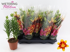 Lily Asiatic Tiny Nugget 13Ø 45cm