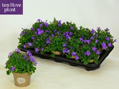 Campanula Porto 11Ø 20cm