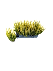 Calluna Skyline Mix 11Ø 30cm