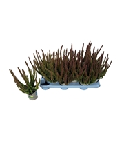 Calluna Skyline Mix 11Ø 30cm